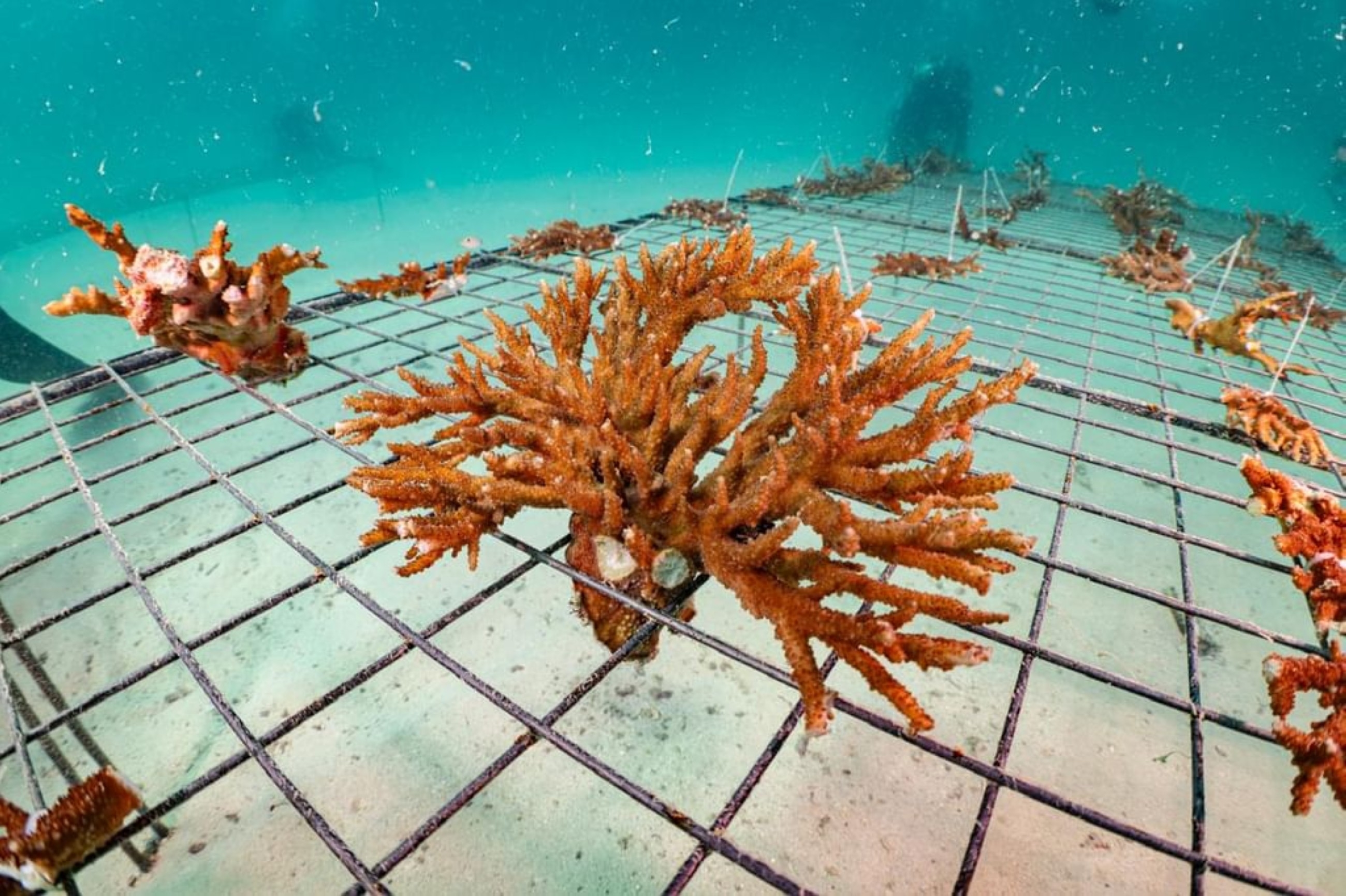 EAD plants over 4 million coral fragments