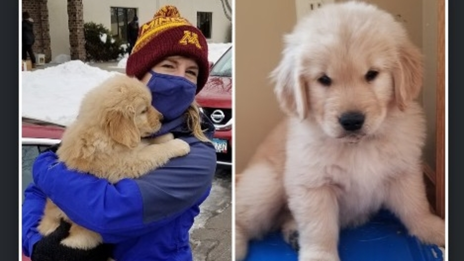 Who was Gilbert? Minnesota lawmaker's beloved golden retriever euthanized after tragic shooting, here's why