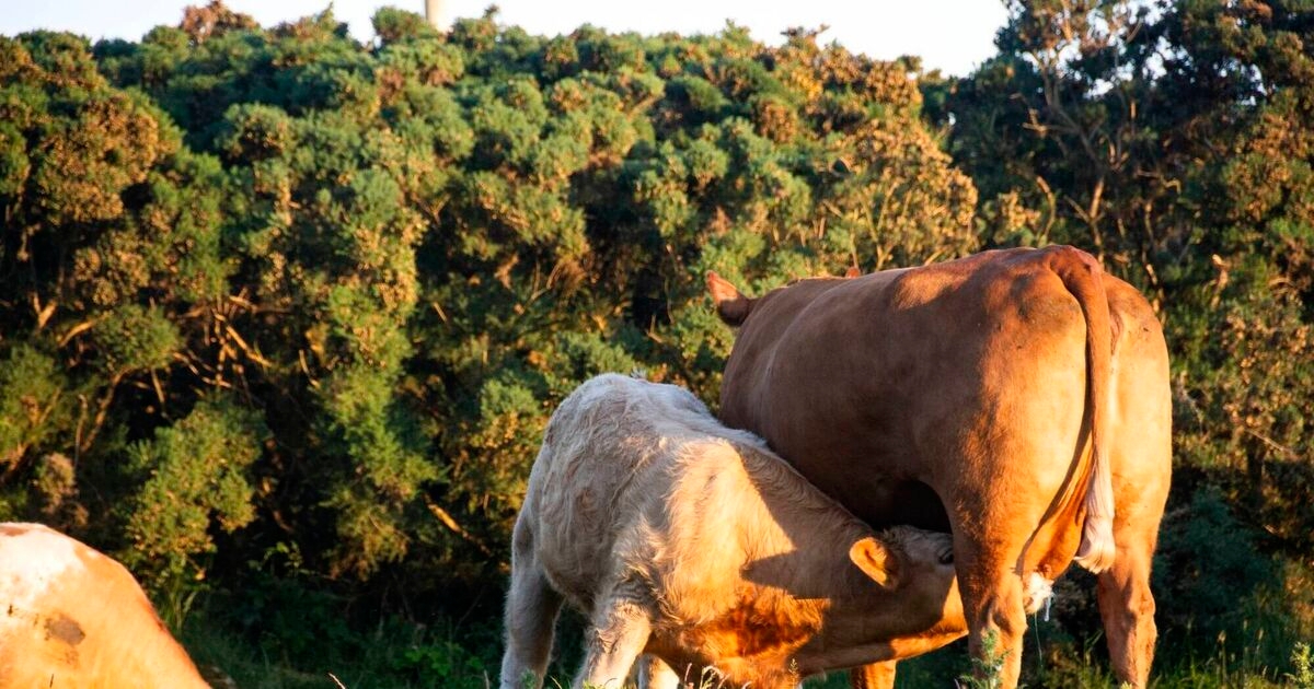 €28m beef welfare scheme confirmed