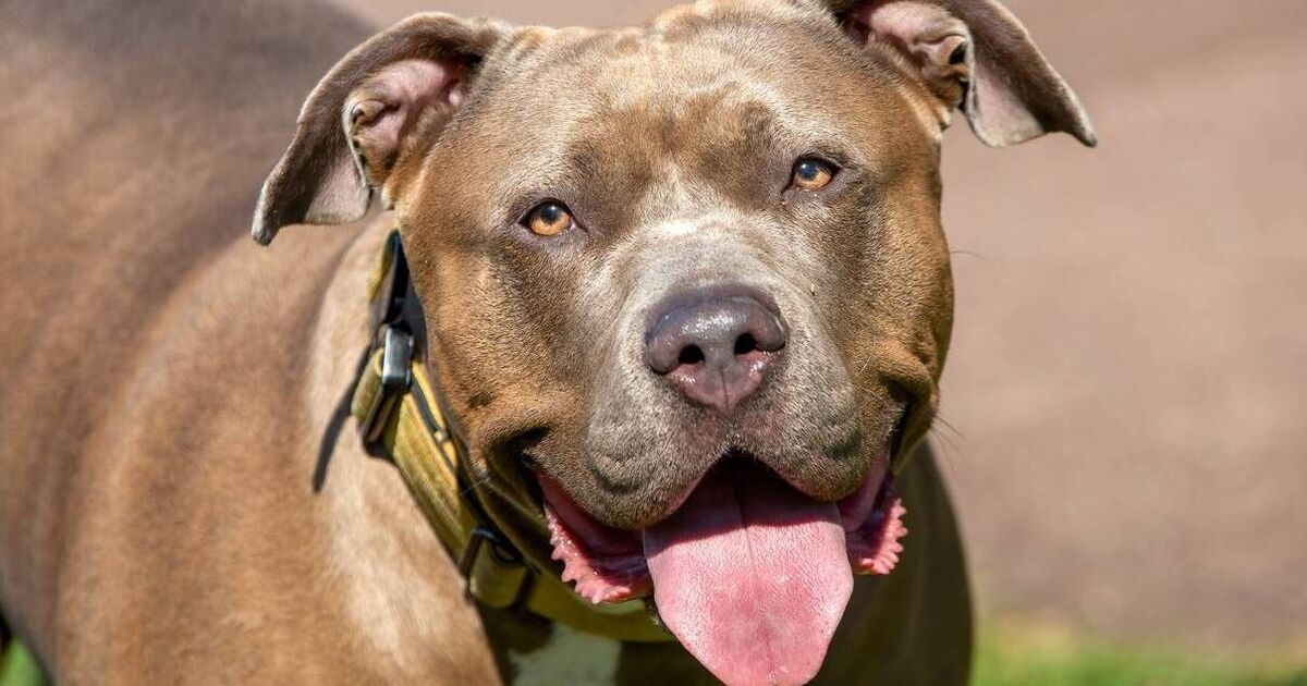 Almost 50 XL bully dogs surrendered since ban