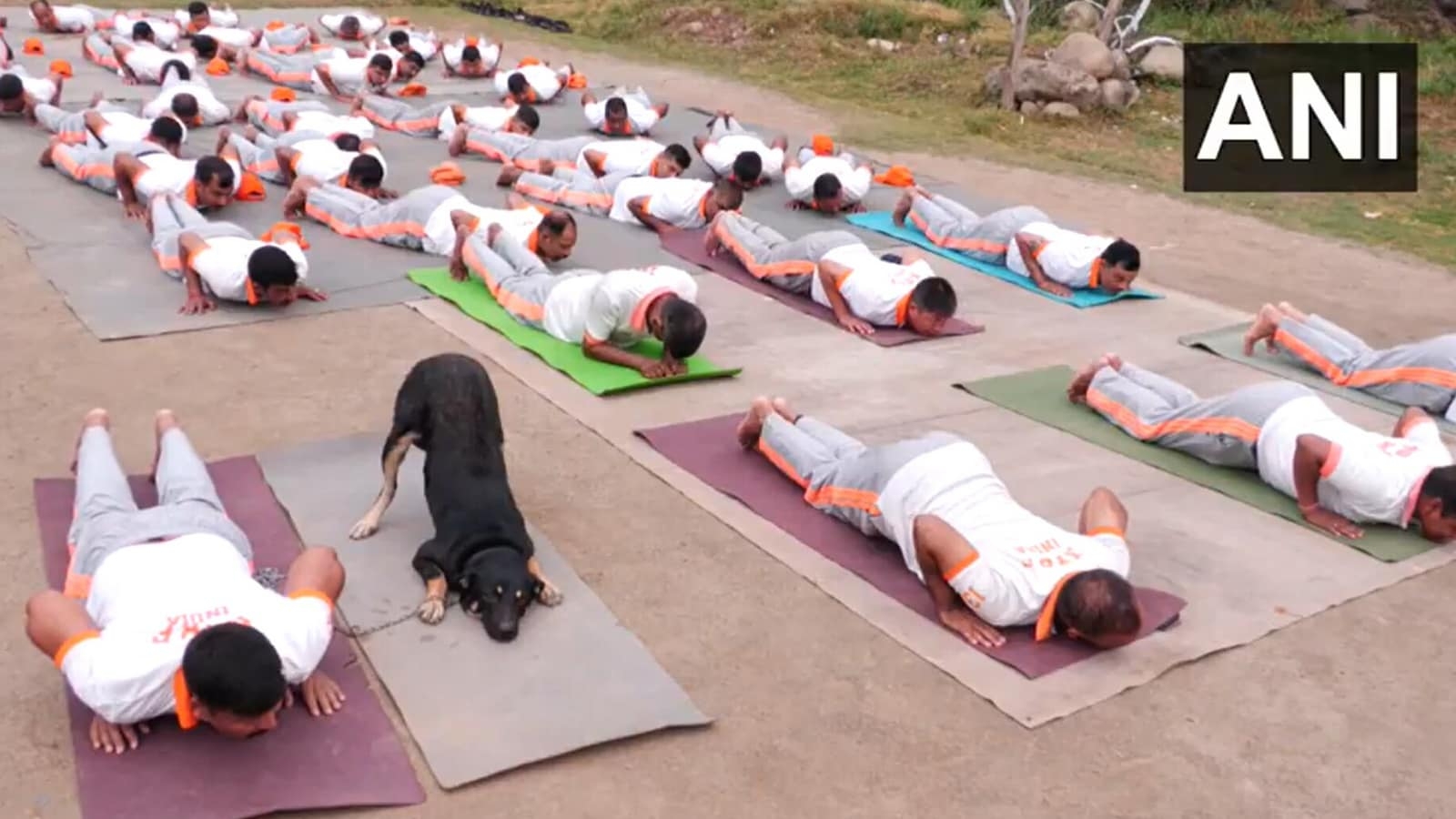 Watch: NDRF-trained Indian pariah dog joins yoga session in Udhampur ahead of International Yoga Day