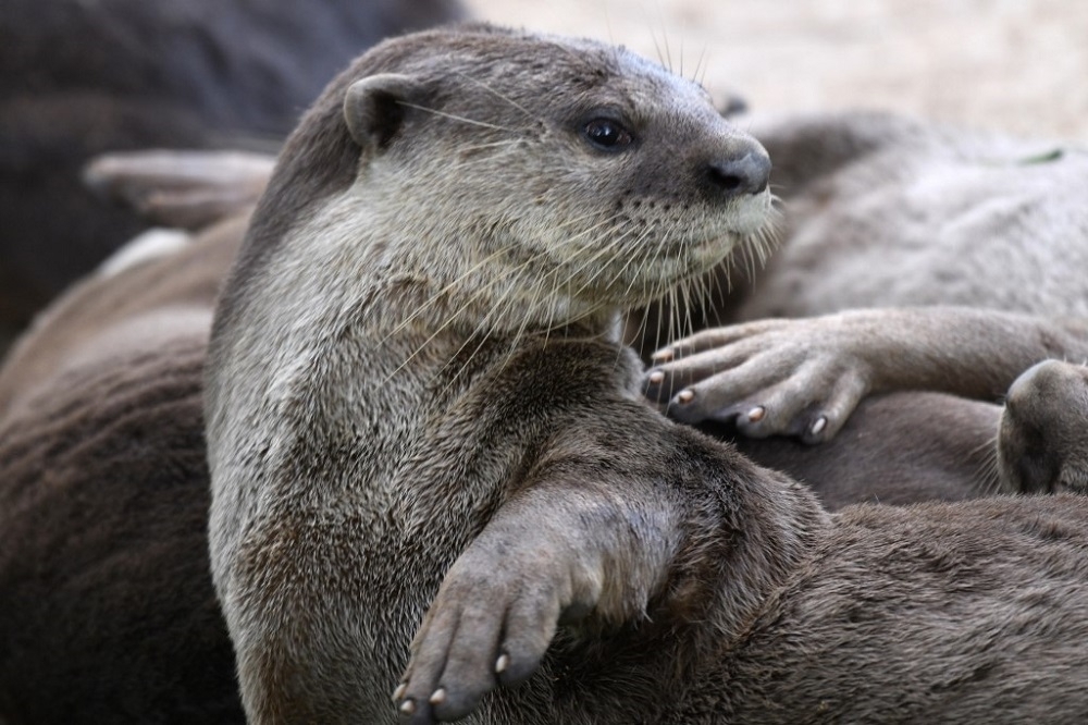 Otter bites woman at Singapore's Robertson Quay, National Parks Board steps up patrols