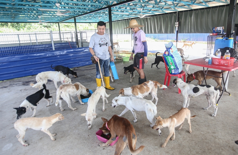 As Kuching fights rabies, mayor reminds advocates ‘I totally get your love for animals, but human lives are equally precious'