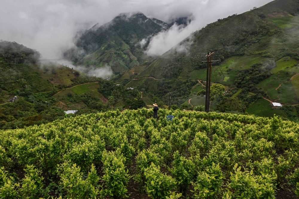 Will paying farmers to uproot coca help end Colombia's cocaine crisis?