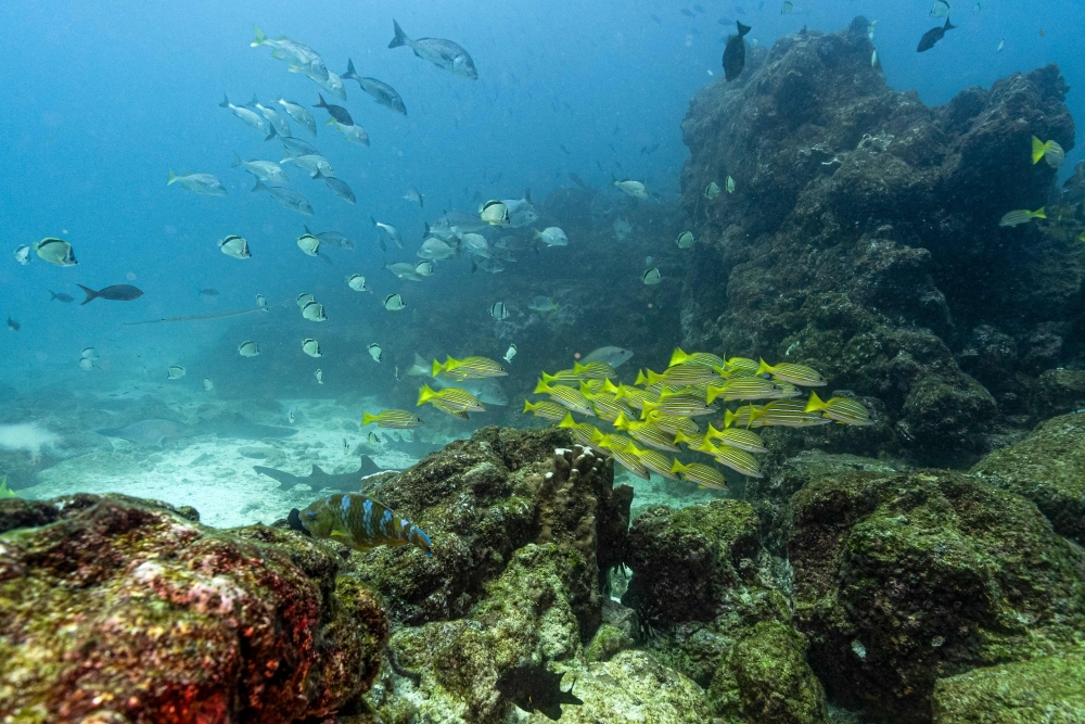 ‘A chronicle of disaster foretold': French Polynesia leader warns against deep-sea mining, urges ocean conservation