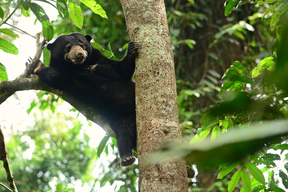 Why Malaysia's smallest bear matters — and what we need to do to save them