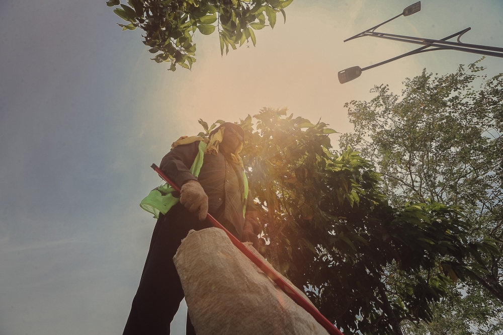 Cooling crisis: Why Malaysia's urban trees are critical in the heatwave battle