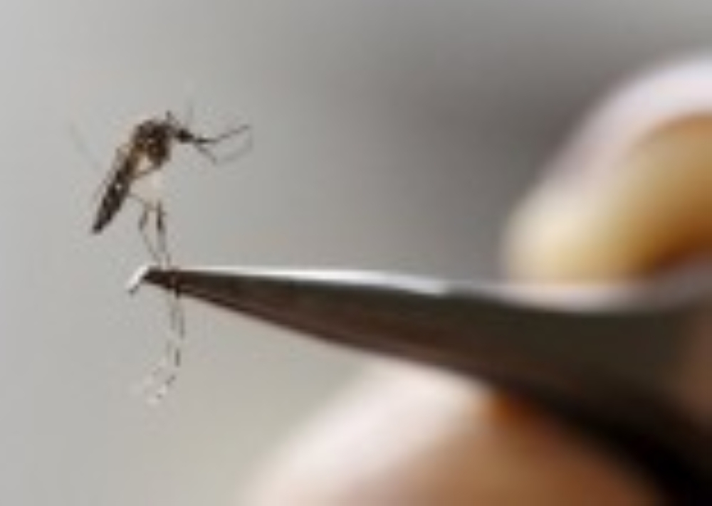 Two Zika cases detected in Singapore's Woodlands, authorities confirm local transmission risk
