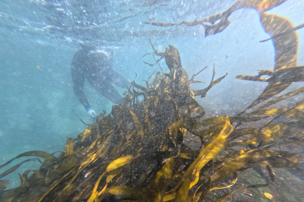Seaweed forests in Chile: Nature's oxygen pump under threat from pollution and climate change
