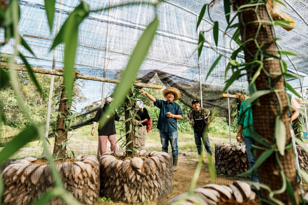 From social work to sweet success: Sarawak's accidental vanilla farmer Alfred Phua cultivates second chances