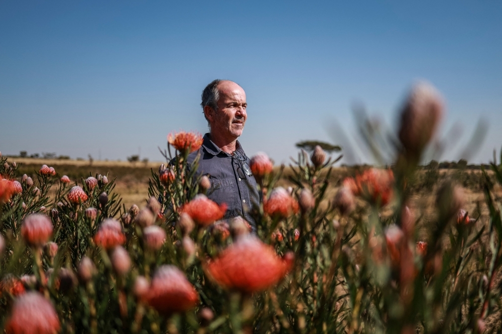‘Part of South Africa's DNA': Iconic national flower protea blooms far from home as climate shifts native range