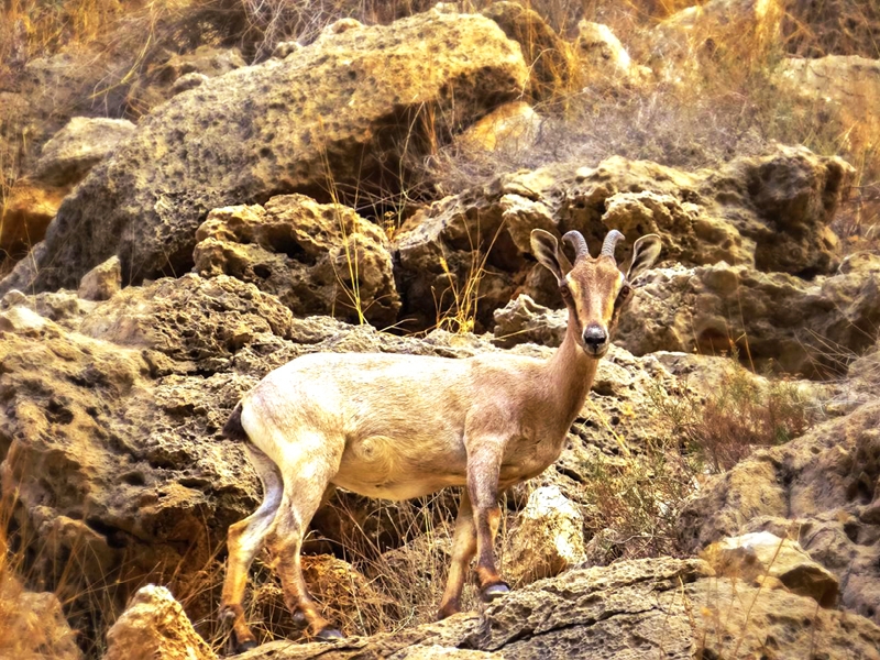 What will make Oman's nature reserves major tourist draws?