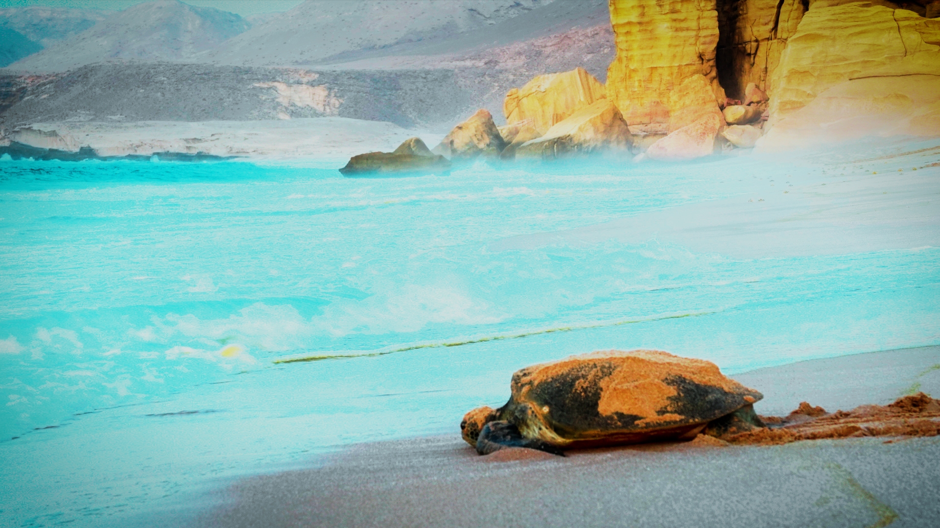 Green Turtles at Ras al Jinz