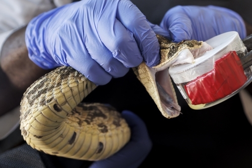 Man who let snakes bite him 200 times spurs new antivenom hope
