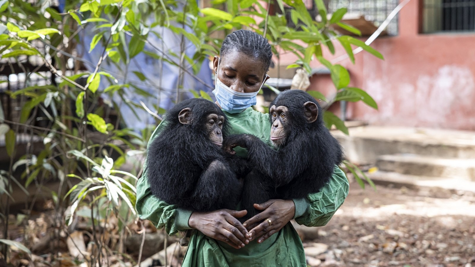 Deforestation in Sierra Leone national park threatens chimps, humans alike