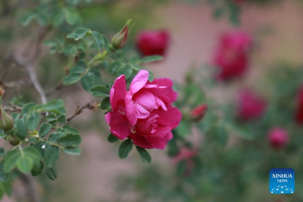 Plateau roses from northwest China blossom onto global stage