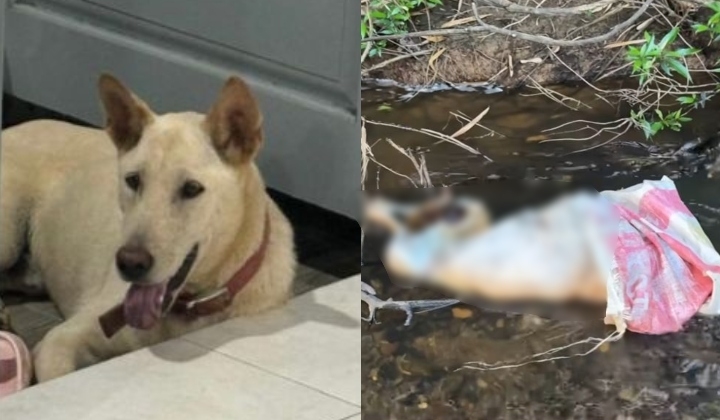 Missing Dog Rambo Found Dead In A Sack, Dumped In A River