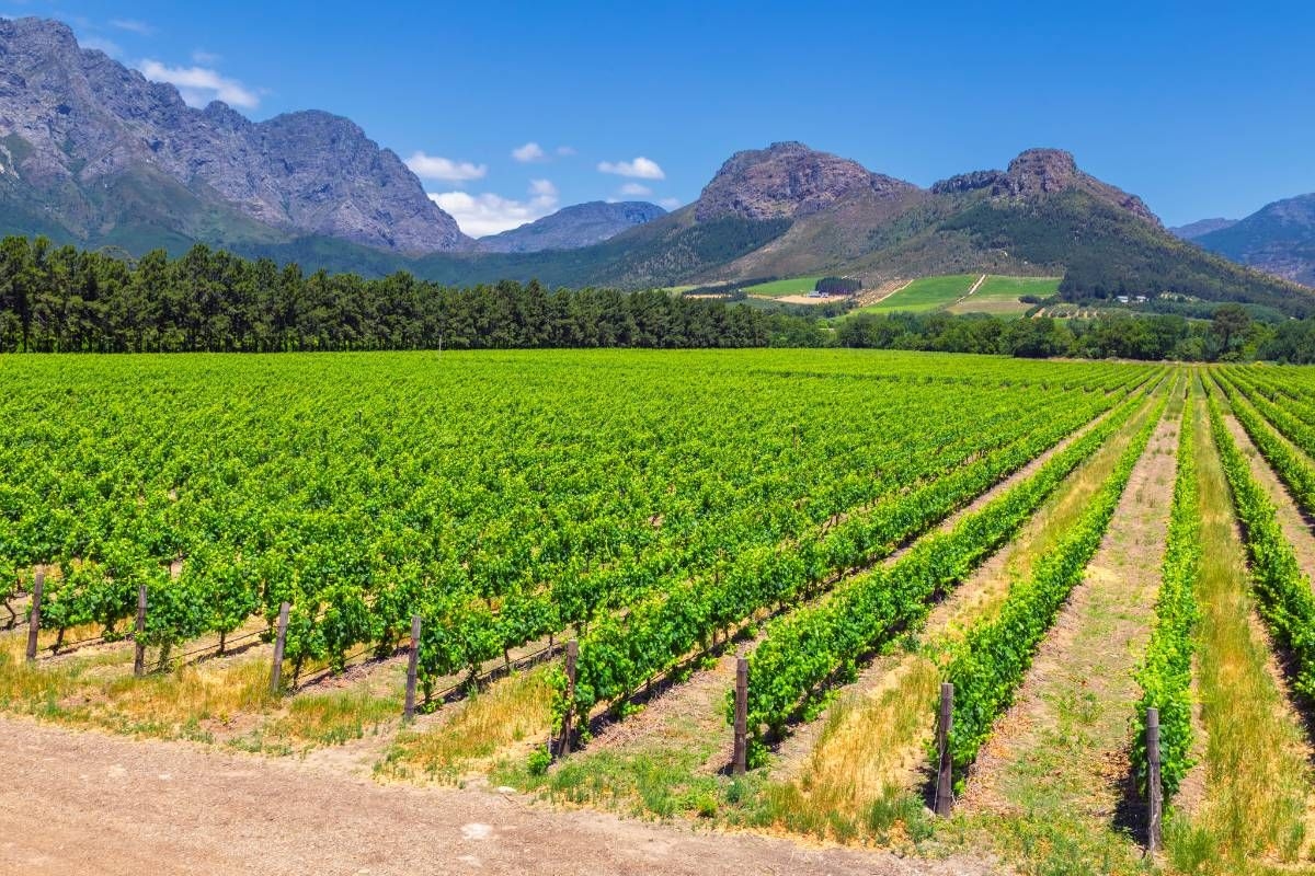 Six things to do in Franschhoek