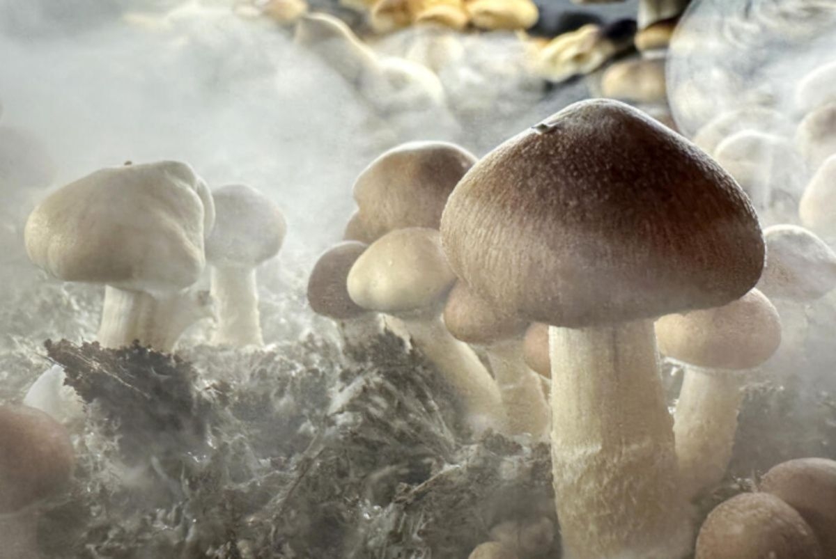 Want to try 'magic mushrooms'? Head to New Zealand!