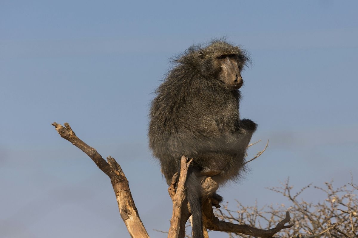 Large male baboon goes on the rampage in Rondebosch [videos]