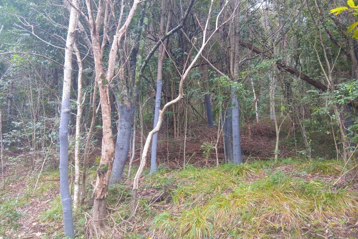 'Bark stripping' for traditional medicine: SANParks fights back