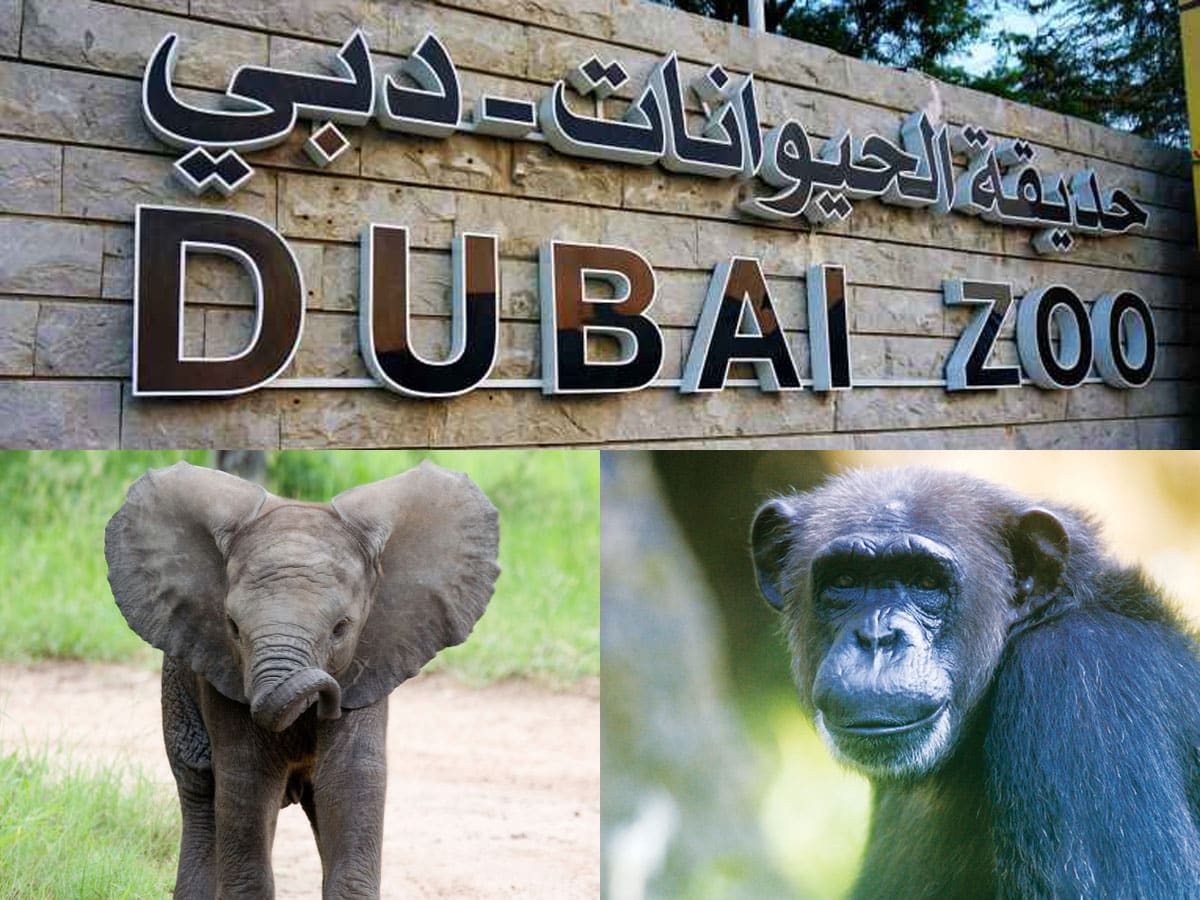 Shamal reveal plans for "Urban Oasis" at historic Dubai Zoo site