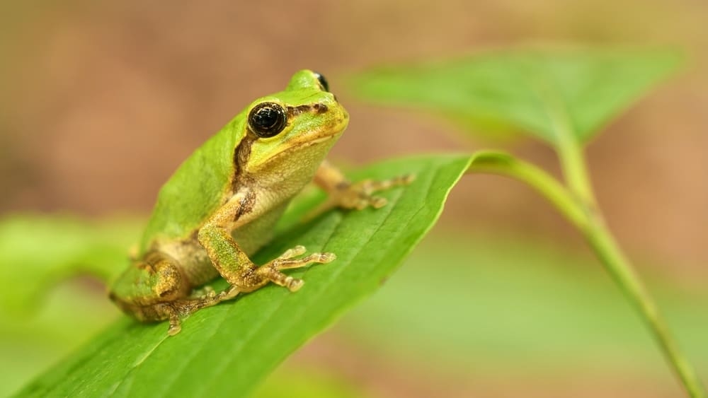 Green legs and ham: Toyama students find live frog in hotel breakfast