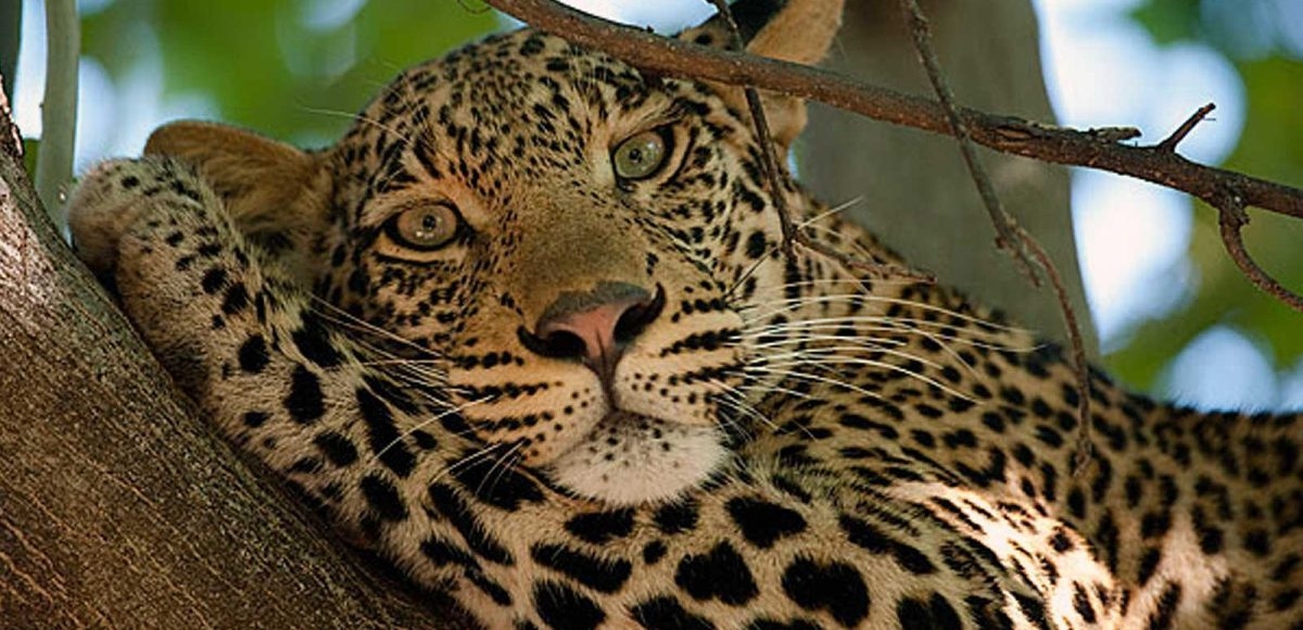 Botswana voted Africa's Best Safari Country 2025