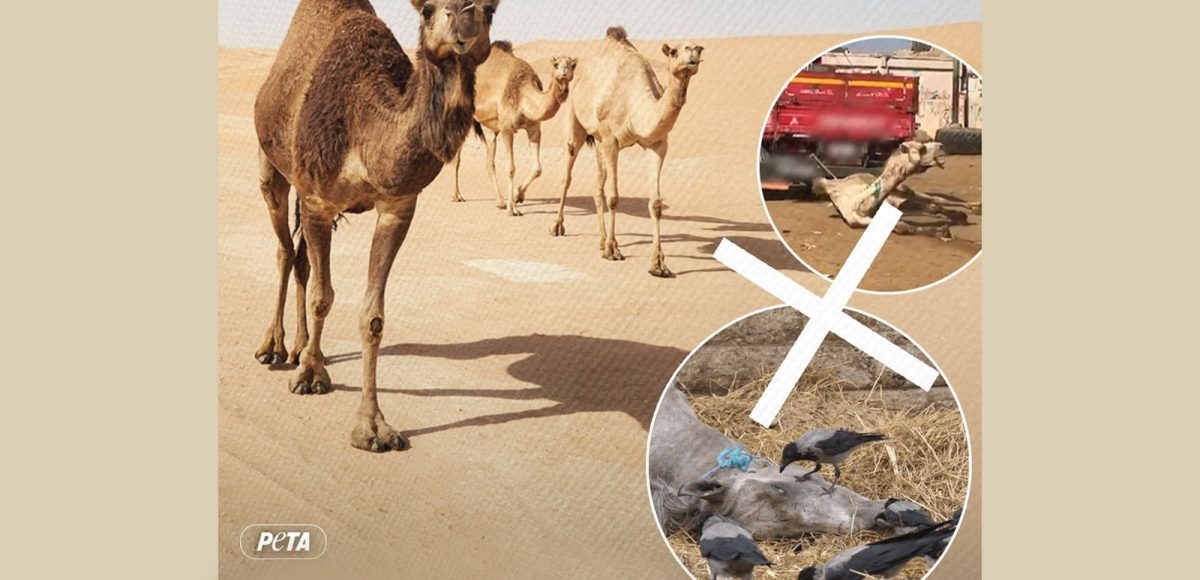 Travel agency stops selling animal rides at the Giza Pyramids