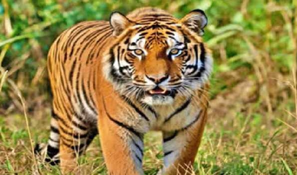India lost 91 tigers under six months: NTCA