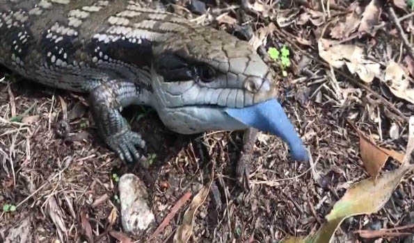 Australian scientists explore if relocating its endangered pygmy bluetongue lizard to new areas will aid preservation