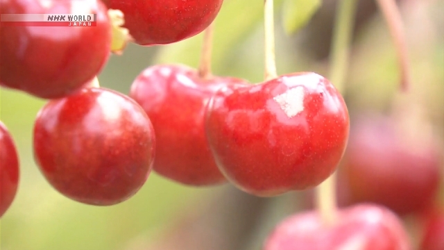 Harvest of Yamagata Beniou cherries peaks in northeastern Japan